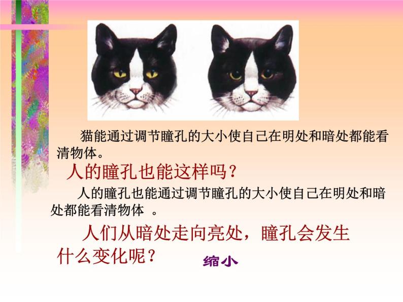 苏科版生物八年级上册 6.16.2 人体对信息的感知——眼与视觉 课件05