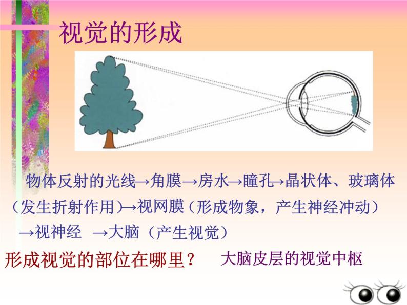 苏科版生物八年级上册 6.16.2 人体对信息的感知——眼与视觉 课件06