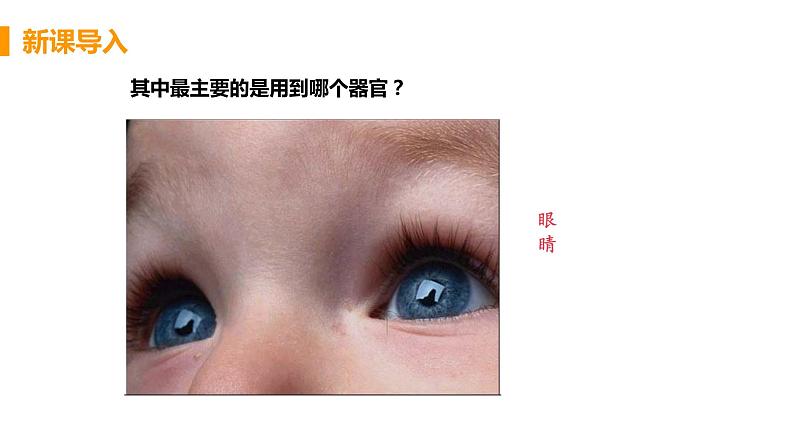 2021年初中生物人教版七年级下册 第一节 人体对外界环境的感知 课件第7页