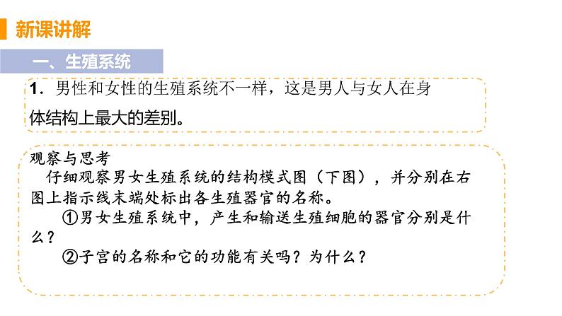 2021年初中生物人教版七年级下册 第二节 人的生殖 课件第5页