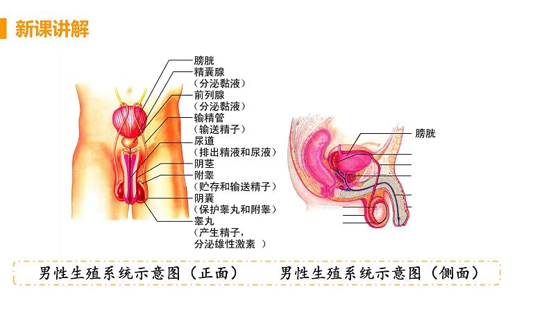 2021年初中生物人教版七年级下册 第二节 人的生殖 课件第6页