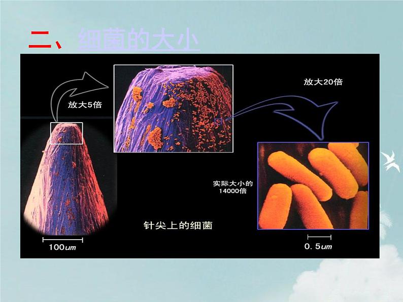 14.3神奇的微生物 课件(5)苏教版八年级生物上册05