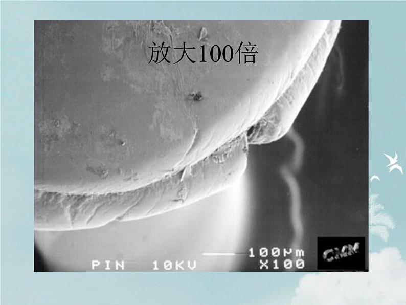 14.3神奇的微生物 课件(5)苏教版八年级生物上册06