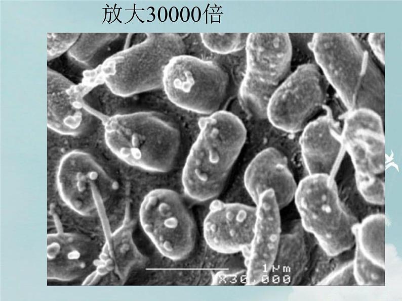 14.3神奇的微生物 课件(5)苏教版八年级生物上册08