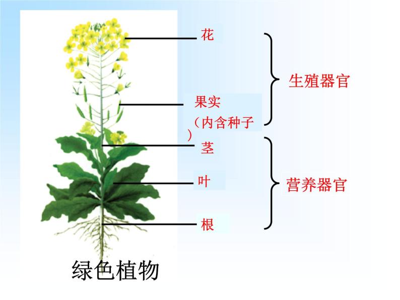 4.2多细胞生物体的组成 课件（29）苏教版七年级生物上册07