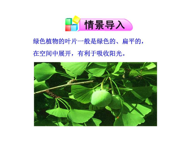 6.2植物光合作用的场所 课件（27）苏教版七年级生物上册02