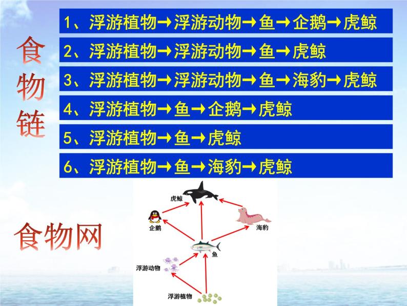 生态系统中的能量流动和物质循环PPT课件免费下载03