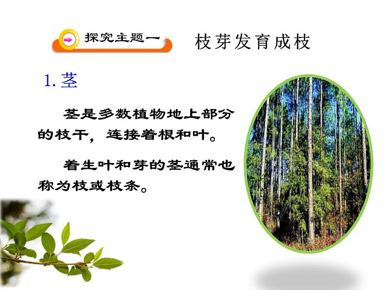5.4植物茎的输导功能 课件(25)苏教版七年级生物上册06