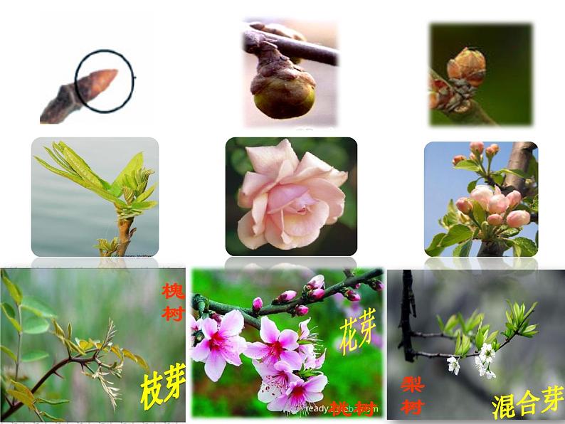 5.4植物茎的输导功能 课件(25)苏教版七年级生物上册08