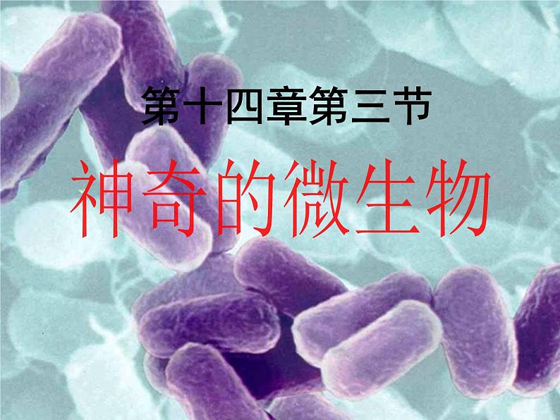 14.3神奇的微生物 课件(6)苏教版八年级生物上册01