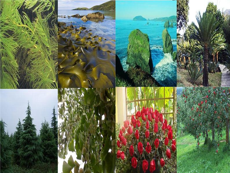 14.3神奇的微生物 课件(6)苏教版八年级生物上册02