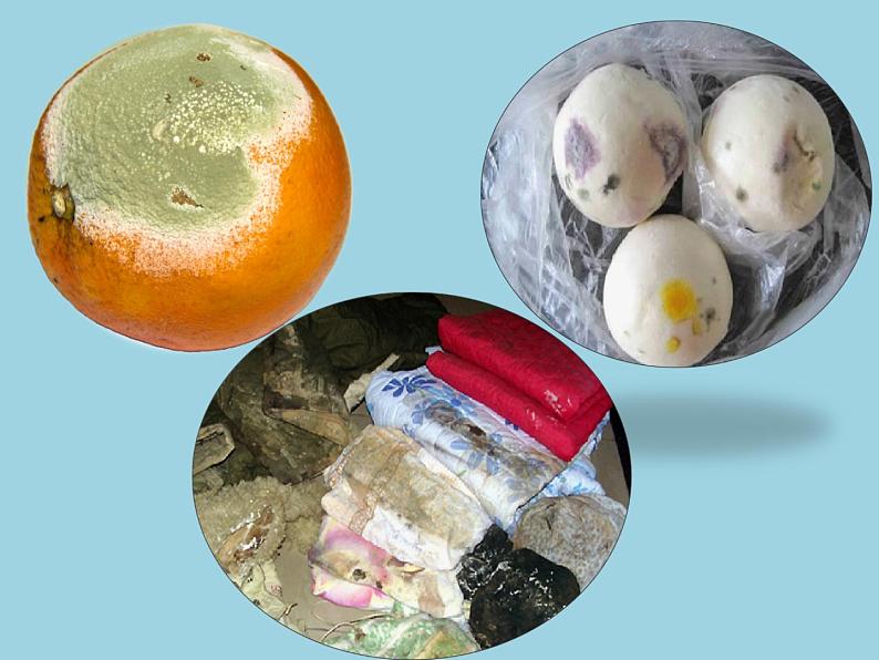 14.3神奇的微生物 课件(6)苏教版八年级生物上册04