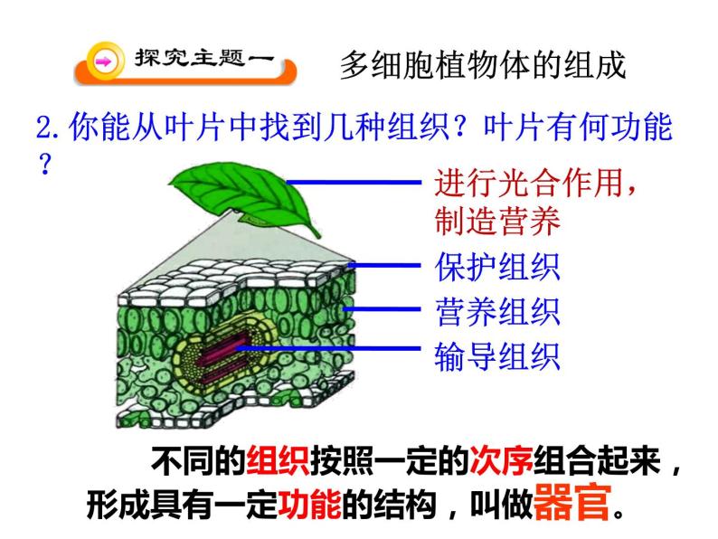 4.2多细胞生物体的组成 课件（28）苏教版七年级生物上册05