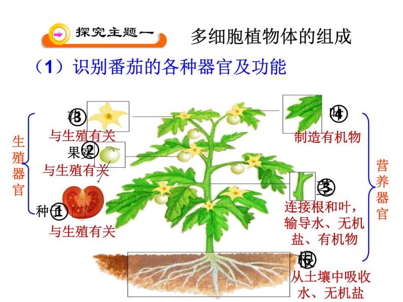 4.2多细胞生物体的组成 课件（28）苏教版七年级生物上册07