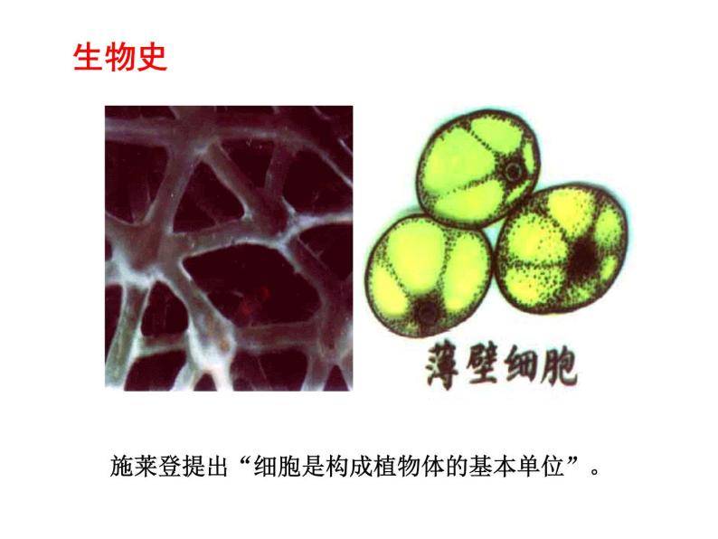 植物细胞的结构和功能PPT课件免费下载06