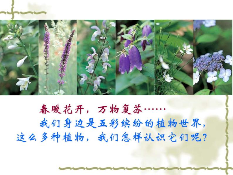 14.1五彩缤纷的植物世界 课件（6）苏教版八年级生物上册06