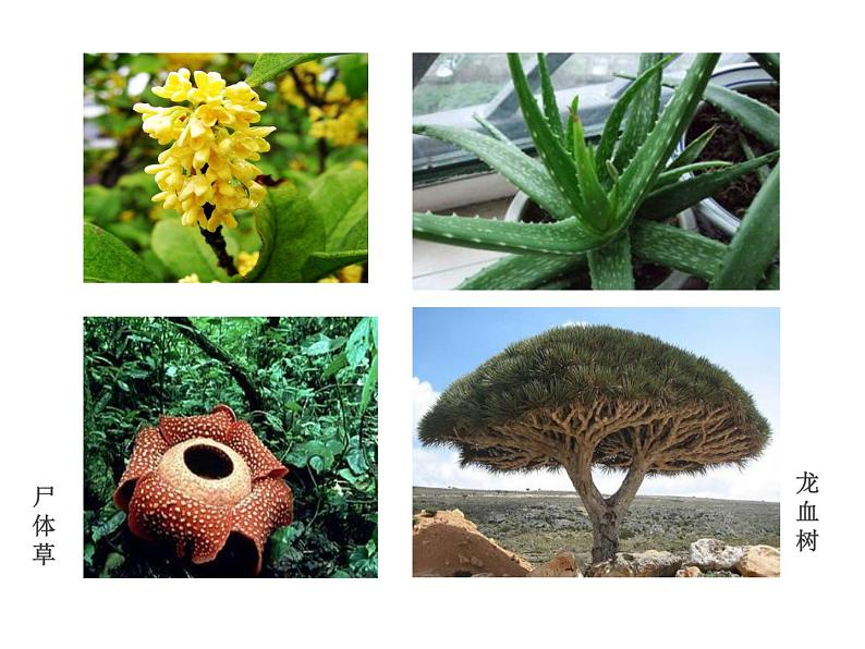 15.1生物多样性 课件(7)苏教版八年级生物上册第2页