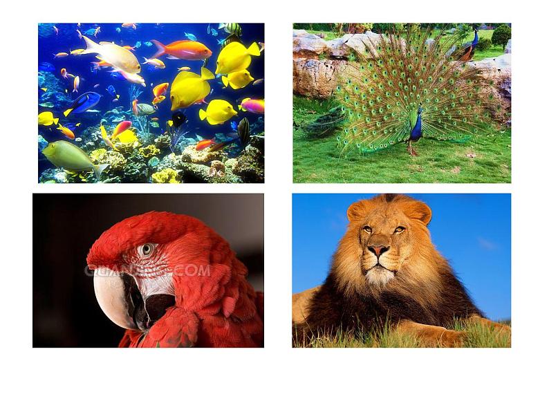 15.1生物多样性 课件(7)苏教版八年级生物上册第3页