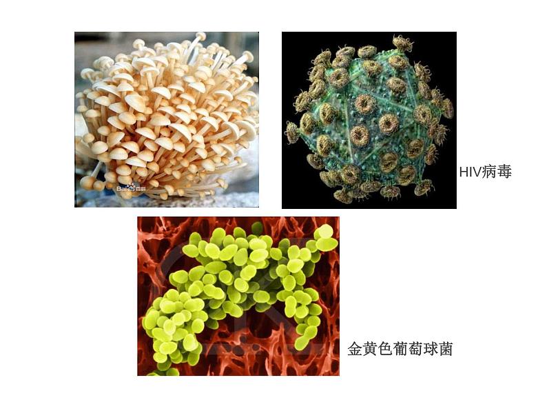 15.1生物多样性 课件(7)苏教版八年级生物上册第4页