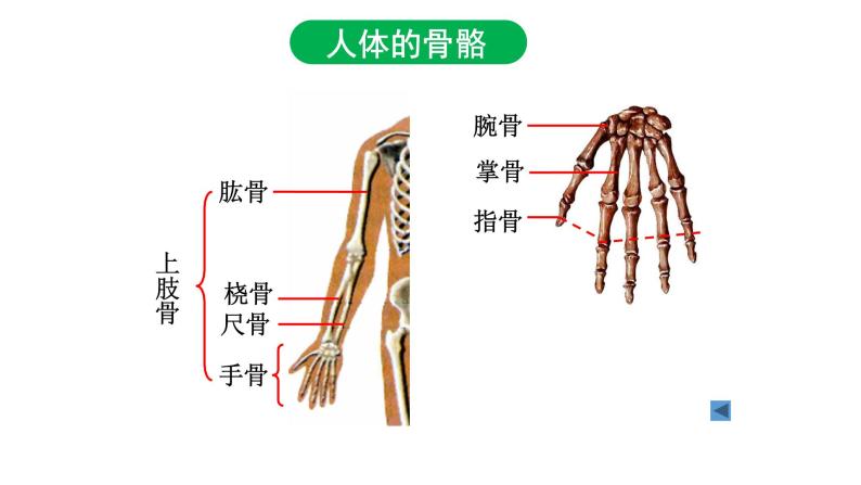 5.2.1动物的运动课件PPT07