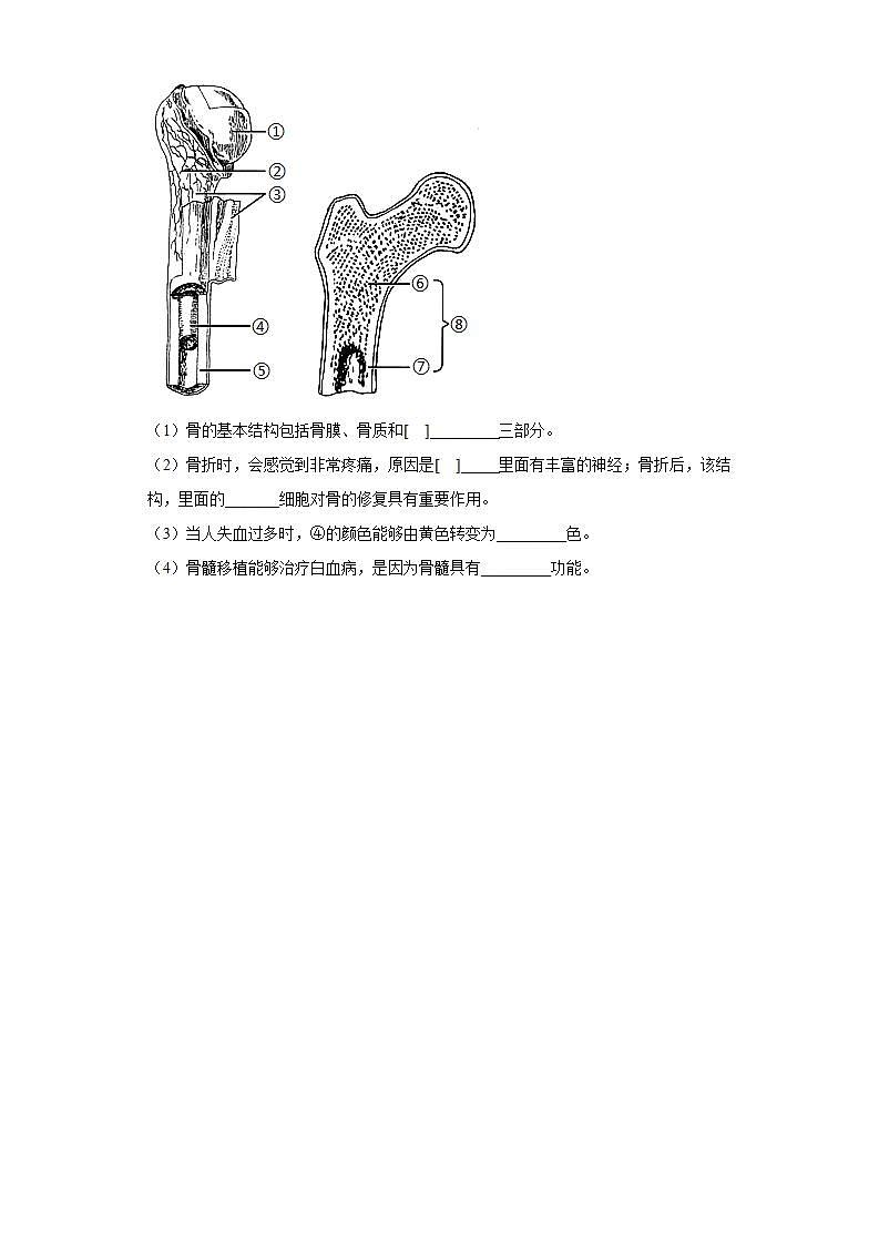 北师大版八年级上册 15.2 动物运动的形成(第1课时) 习题第3页