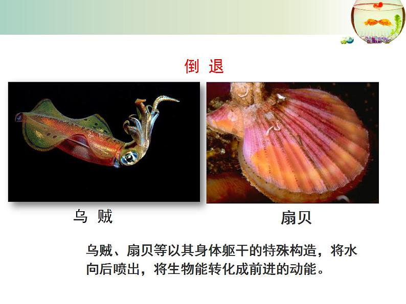 北师大版八年级上册 15.1 动物运动的方式 课件第8页