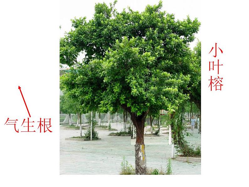 北师大版生物七年级上册 5.1光合作用(第3课时) 课件第5页
