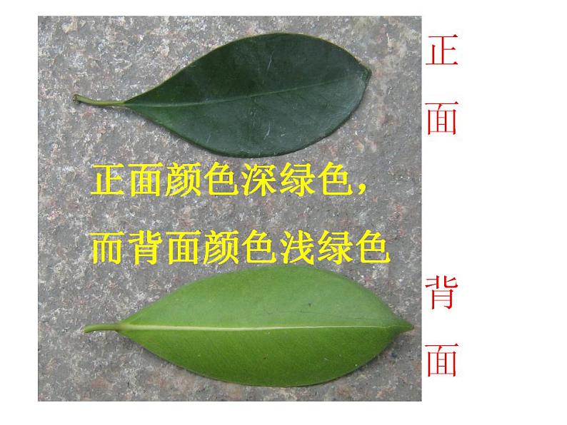 北师大版生物七年级上册 5.1光合作用(第3课时) 课件第7页