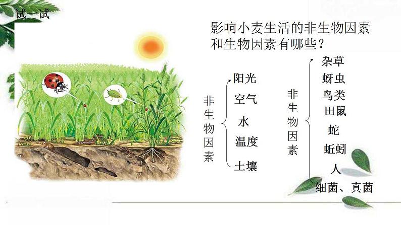 2021-2022 初中生物人教版七年级上册1.2.1生物与环境的关系(第一课时)22页课件PPT第7页