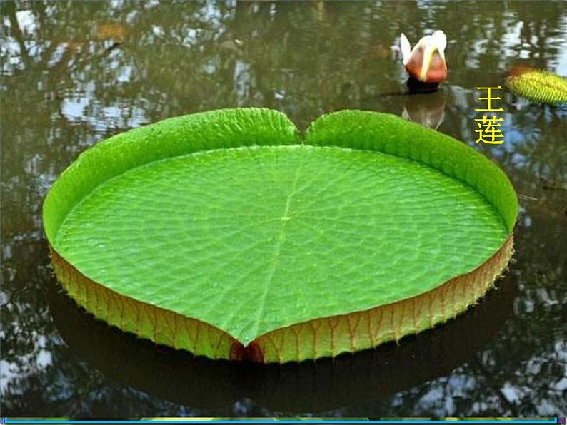 冀教版八年级上册 生物 课件 3.3.3 光合作用的场所01