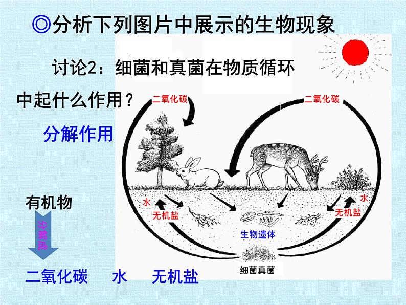 冀教版八年级上册 生物 课件 第五单元第四章 微生物在生物圈中的作用 复习课件04