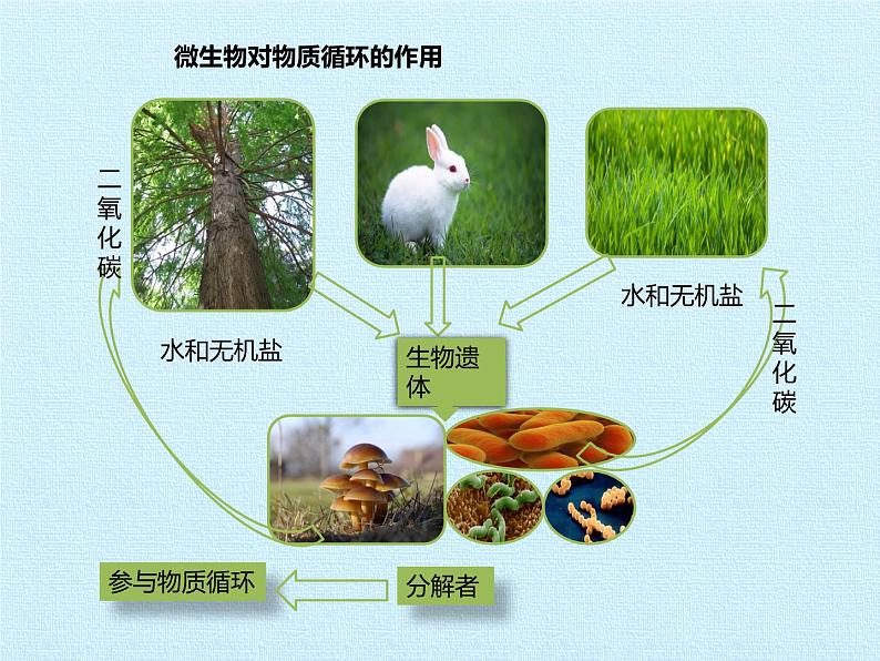 冀教版八年级上册 生物 课件 第五单元第四章 微生物在生物圈中的作用 复习课件07