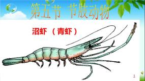 七年级上册第五节 节肢动物集体备课ppt课件