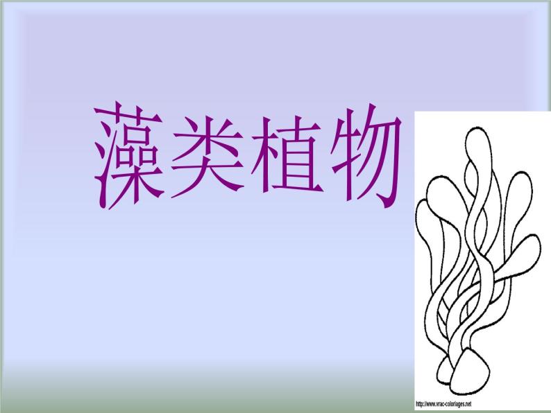冀教版七年级上册 生物 课件 1.3.3 藻类植物02