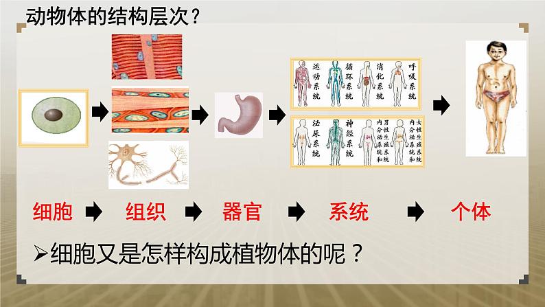 第二节 生物体的器官、系统(植物的结构层次)课件PPT01