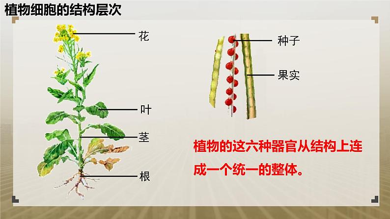 第二节 生物体的器官、系统(植物的结构层次)课件PPT04