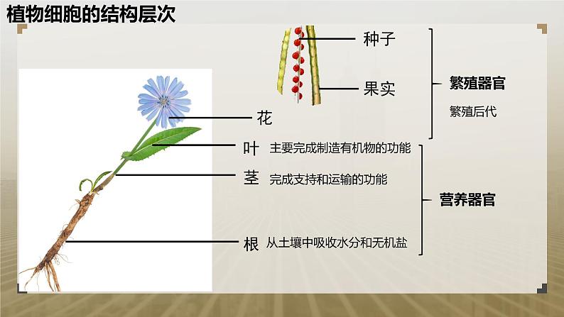 第二节 生物体的器官、系统(植物的结构层次)课件PPT05