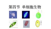 初中生物第四节 单细胞生物教学课件ppt