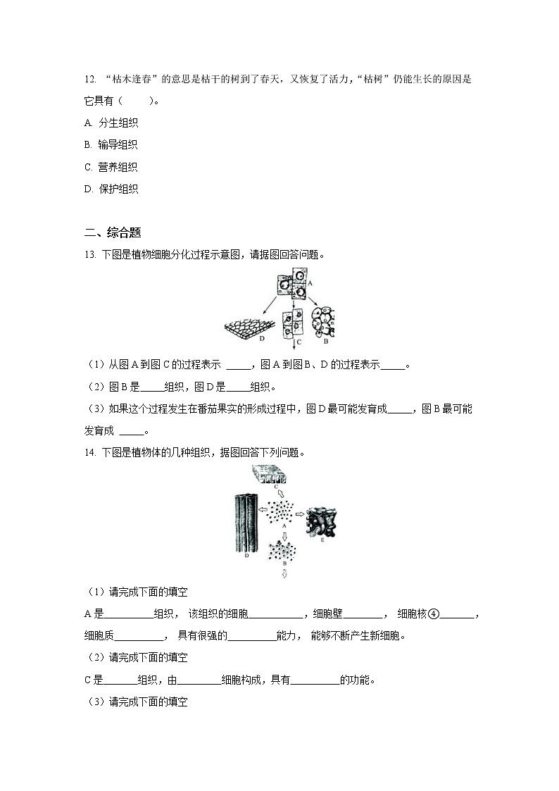 (人教版)初中生物七年级上册同步教学2.2.3 植物体的结构层次 (习题)03