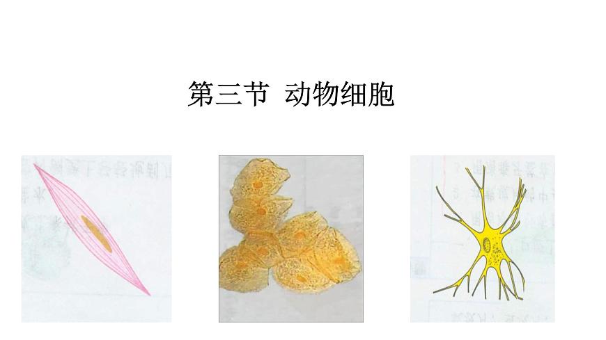 (人教版)初中生物七年級上冊同步教學(xué)2.1.3 動物細(xì)胞 (課件)第1頁