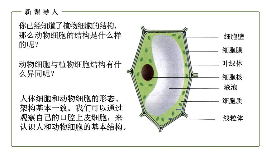 (人教版)初中生物七年級上冊同步教學(xué)2.1.3 動物細(xì)胞 (課件)第3頁