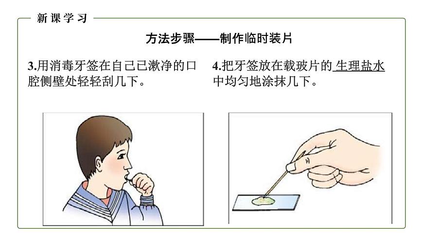 (人教版)初中生物七年級上冊同步教學(xué)2.1.3 動物細(xì)胞 (課件)第6頁