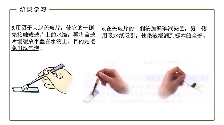 (人教版)初中生物七年級上冊同步教學(xué)2.1.3 動物細(xì)胞 (課件)第7頁