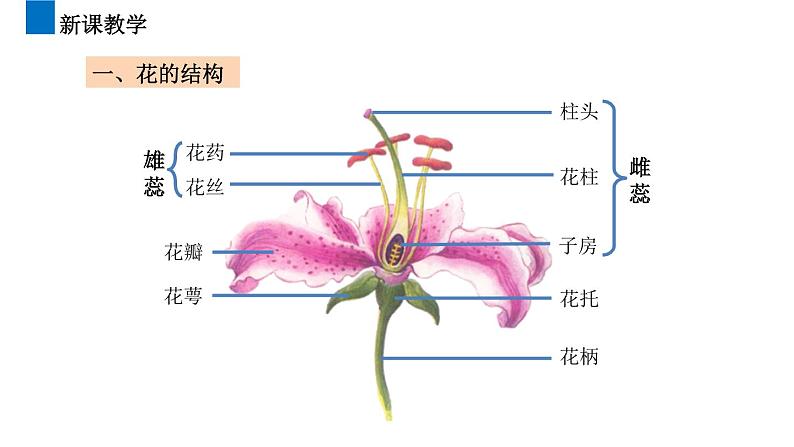 3.2.3开花和结果 课件 2021-2022学年初中生物人教版七年级上册03