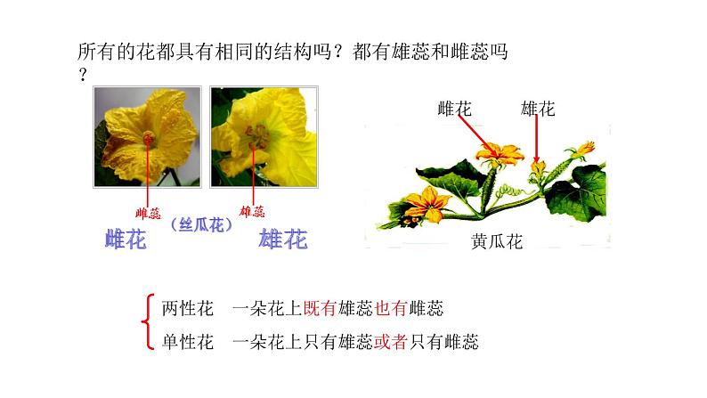 3.2.3开花和结果 课件 2021-2022学年初中生物人教版七年级上册04