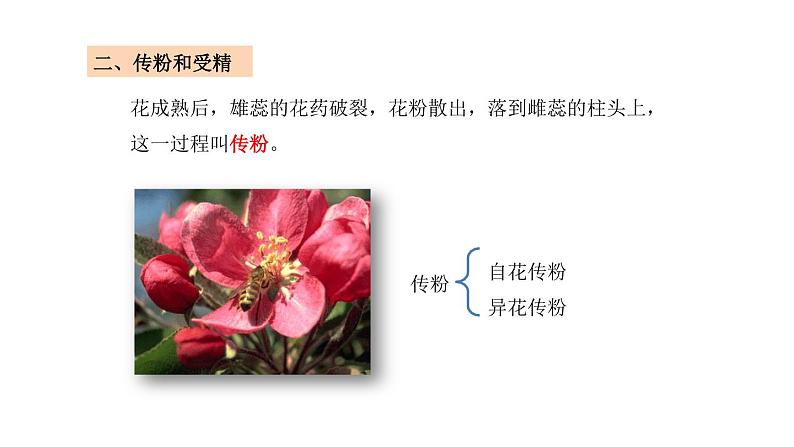 3.2.3开花和结果 课件 2021-2022学年初中生物人教版七年级上册06