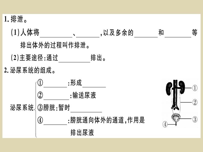(新人教版)七年级下册第五章人体内废物的排出习题课件(生物)第2页