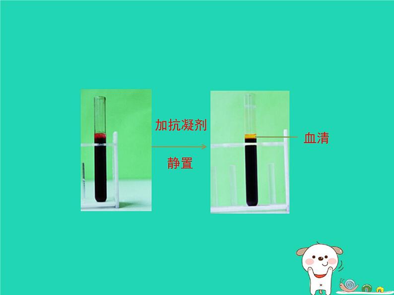 (苏科版)八年级生物上册6.15.1人体内物质的运输第3课时课件第6页