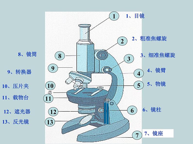 (新人教版)七年级上册第二单元第一章第二节植物细胞课件(生物) (1)03