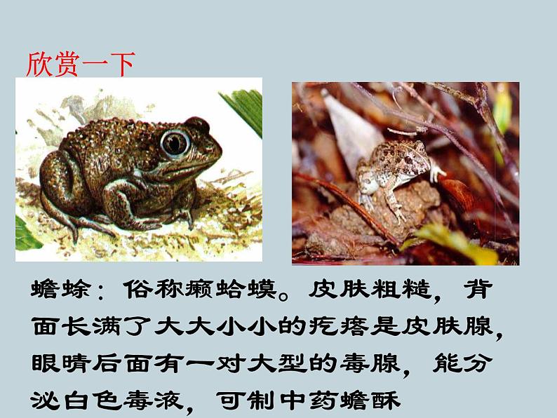(新人教版)八年级上册两栖动物和爬行动物课件1(生物) (1)第3页